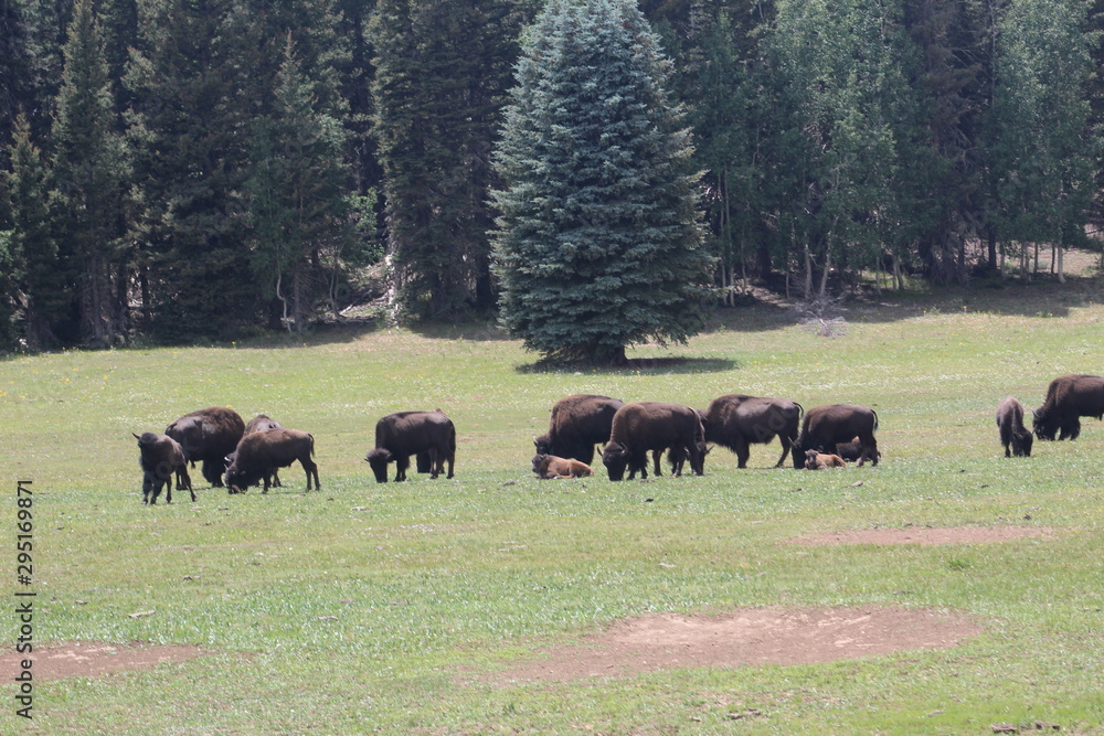 Deer and Buffalo at the Grand Canyon Arizona. Deer and Buffalo at the Grand Canyon Arizona.