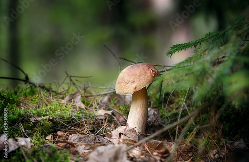 Mushrooms in the forest