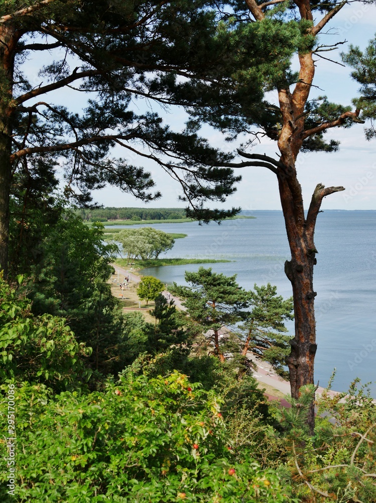 Kiefernbaum vor Ostseeküste