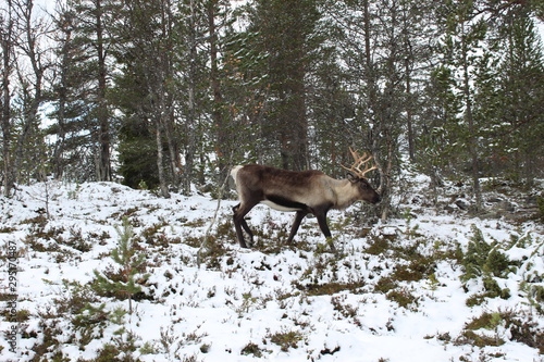 Reindeer in northern Sweden