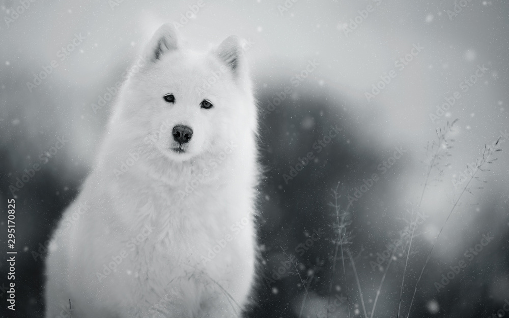 Fototapeta premium White dog in winter forest