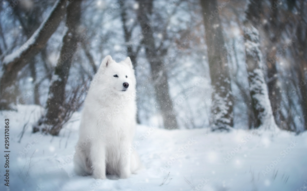 White dog in winter forest White dog in winter forest