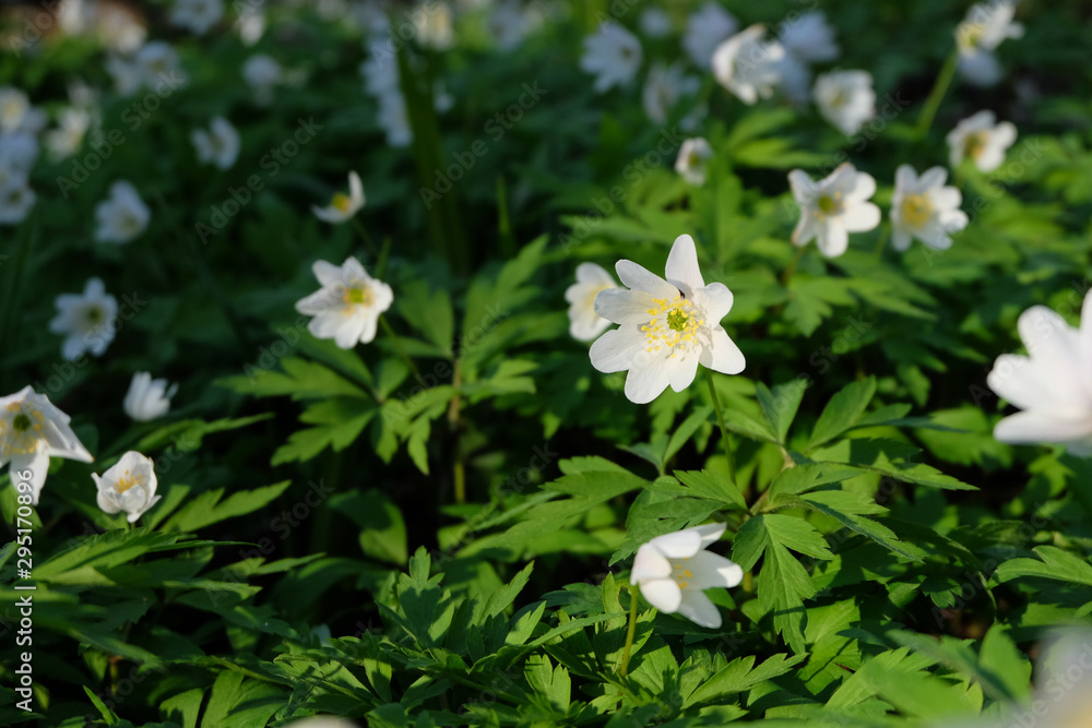 Spring wild white flowers - wood anemone, windflower Spring wild white flowers - wood anemone, windflower