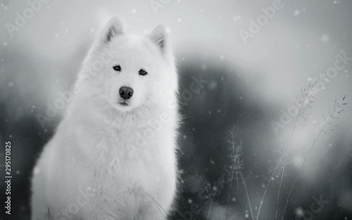 White dog in winter forest