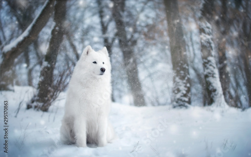 White dog in winter forest