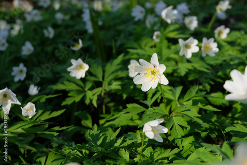 Spring wild white flowers - wood anemone, windflower © buharina