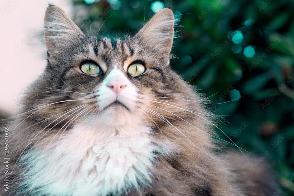 closeup of a beautiful norwegian forest cat sitting outdoor. he gazes far into the distance. looking alert