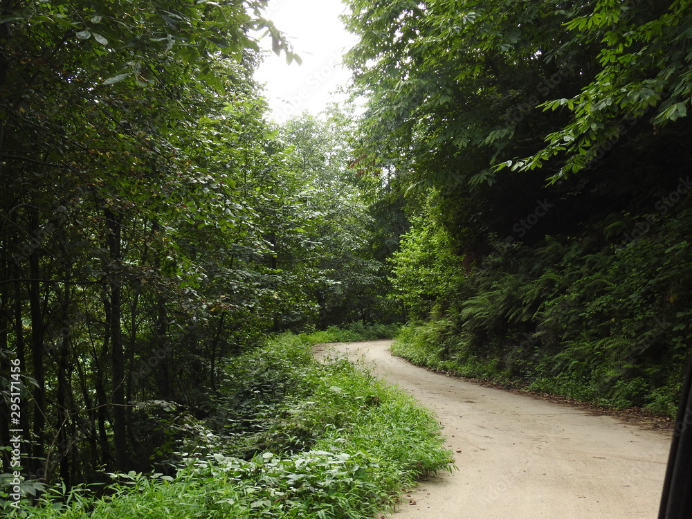road in forest road in forest