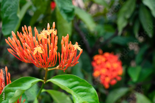 orange colored ixora javanica rubiaceae in cambodia