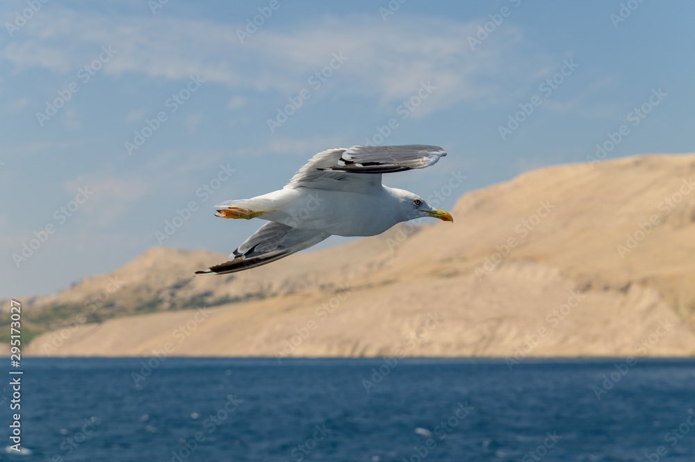 Fototapeta premium adria croatia pag