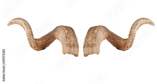 pair of sheep horns isolated on white background photo