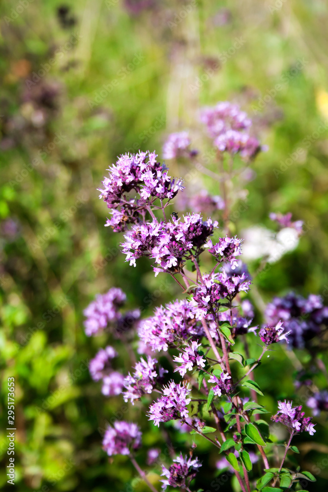 Wild oregano flowers in a summer meadow Wild oregano flowers in a summer meadow