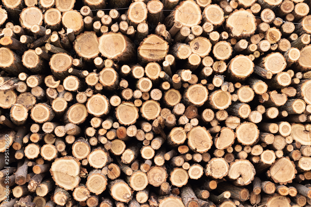 Woodpile from fresh cuts of a tree of small diameter, harvesting