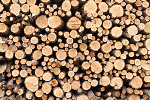 Woodpile from fresh cuts of a tree of small diameter  harvesting