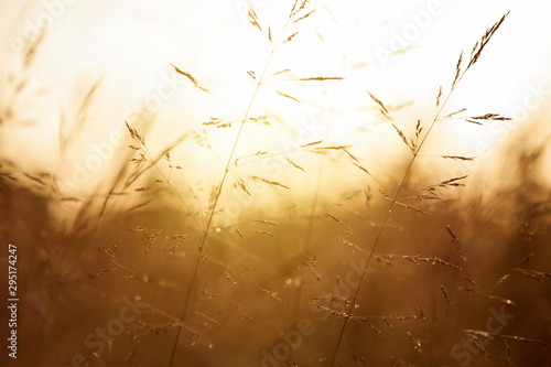 Fine grasses in a meadow in the warm backlight of a sunrise on a beautiful summer morning. Nature Background.