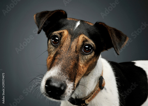 Portrait of an adorable Fox Terrier looking curiously at the camera © kisscsanad