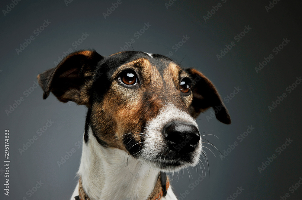 Portrait of an adorable Fox Terrier looking curiously Portrait of an adorable Fox Terrier looking curiously