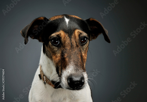 Portrait of an adorable Fox Terrier looking sadly at the camera © kisscsanad