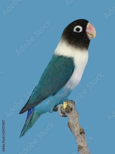 Lovebird colorfull perched in softbox © Fezave