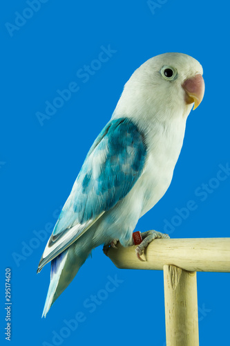 Lovebird colorfull perched in softbox