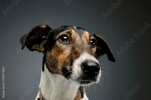 Portrait of an adorable Fox Terrier looking curiously © kisscsanad