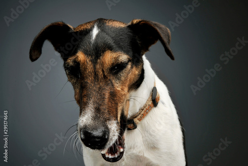 Portrait of an adorable Fox Terrier yawning on grey background