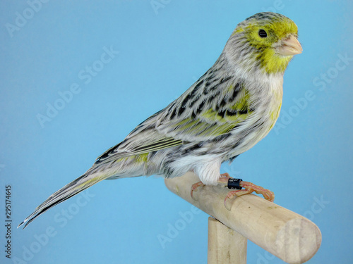 Agathe yellow mosaic canary bird