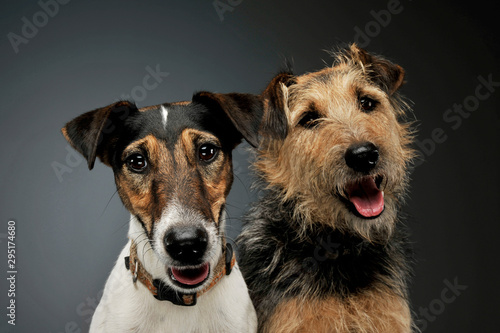 Portrait of an adorable Fox Terrier and a mixed breed dog looking curiously at the camera