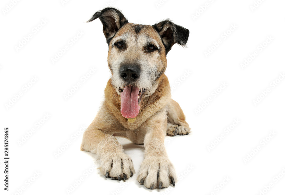 Studio shot of an adorable mixed breed dog lying and looking satisfied