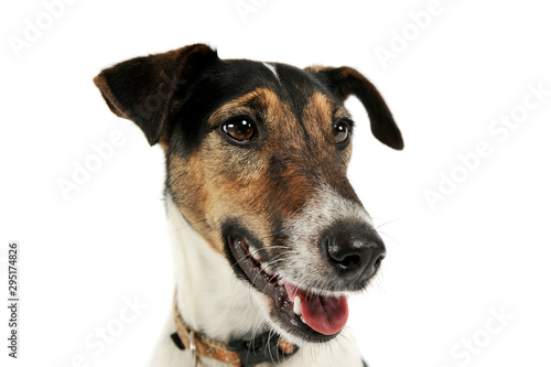 Portrait of an adorable Fox Terrier looking satisfied © kisscsanad