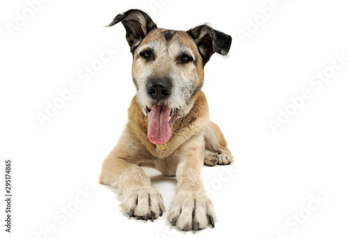 Studio shot of an adorable mixed breed dog lying and looking satisfied