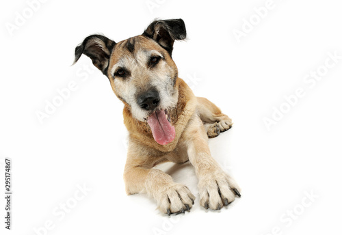 Studio shot of an adorable mixed breed dog lying and looking satisfied