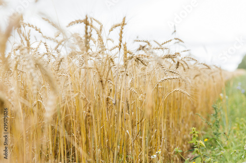 A large field of rye and wheat against the sky