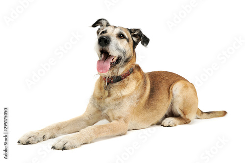 Studio shot of an adorable mixed breed dog lying and looking up curiously