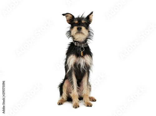 Canvas-taulu Studio shot of an adorable mixed breed dog sitting and looking curiously at the