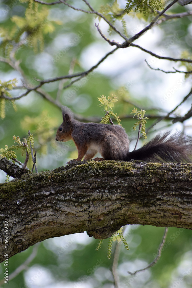 Eichhörnchen Eichhörnchen