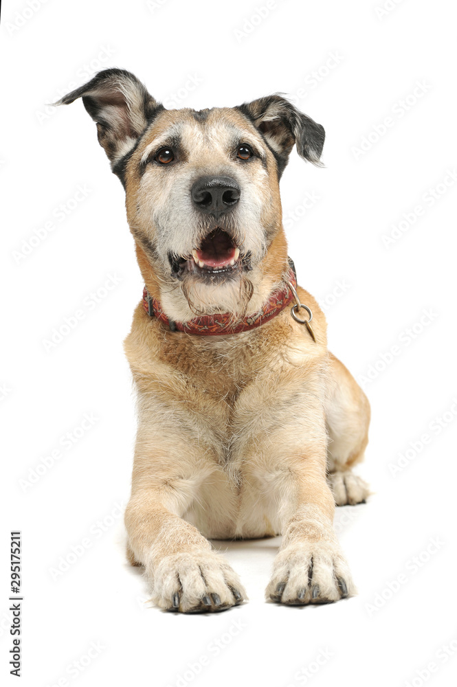 Studio shot of an adorable mixed breed dog lying and looking curiously at the camera