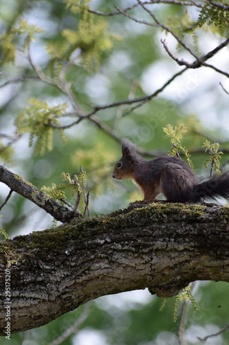Eichhörnchen © Laís Milena Dias