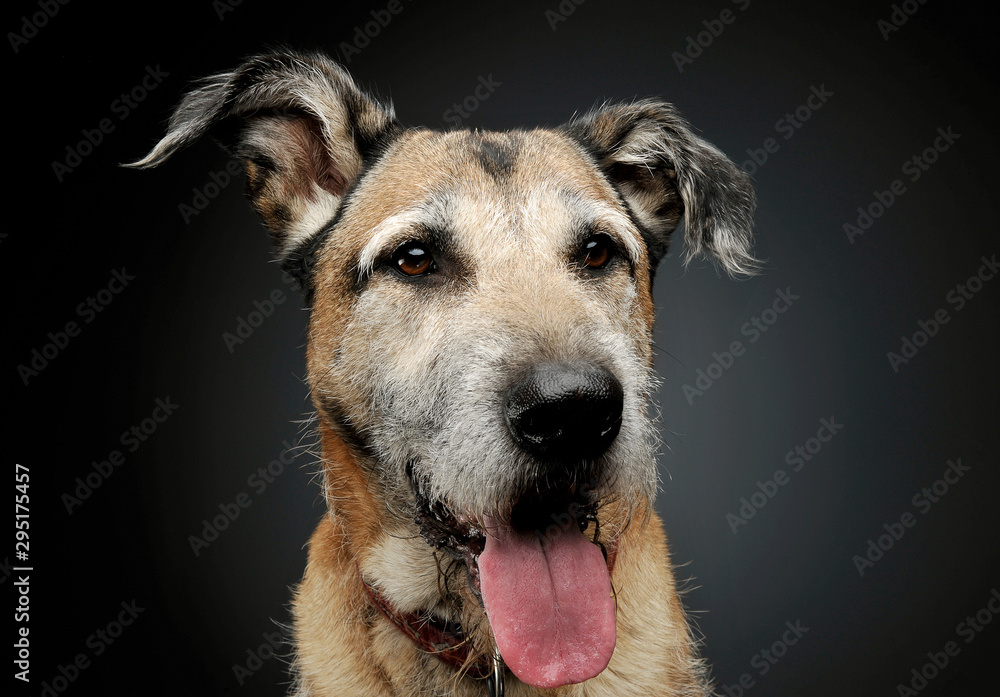 Portrait of an adorable mixed breed dog looking satisfied Portrait of an adorable mixed breed dog looking satisfied