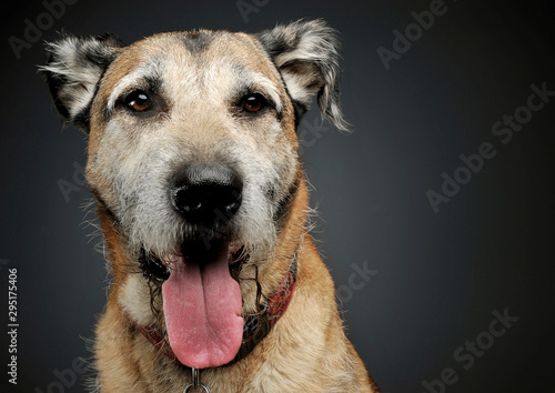 Portrait of an adorable mixed breed dog looking satisfied © kisscsanad