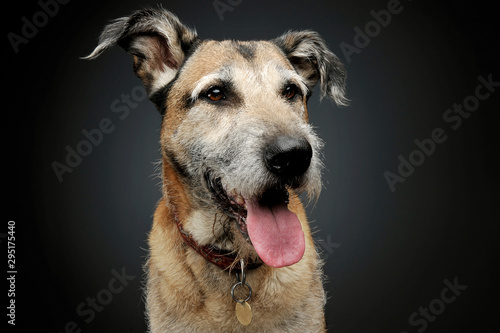 Portrait of an adorable mixed breed dog looking satisfied © kisscsanad