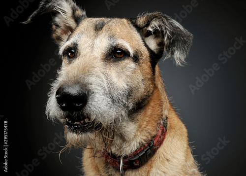 Portrait of an adorable mixed breed dog looking curiously © kisscsanad