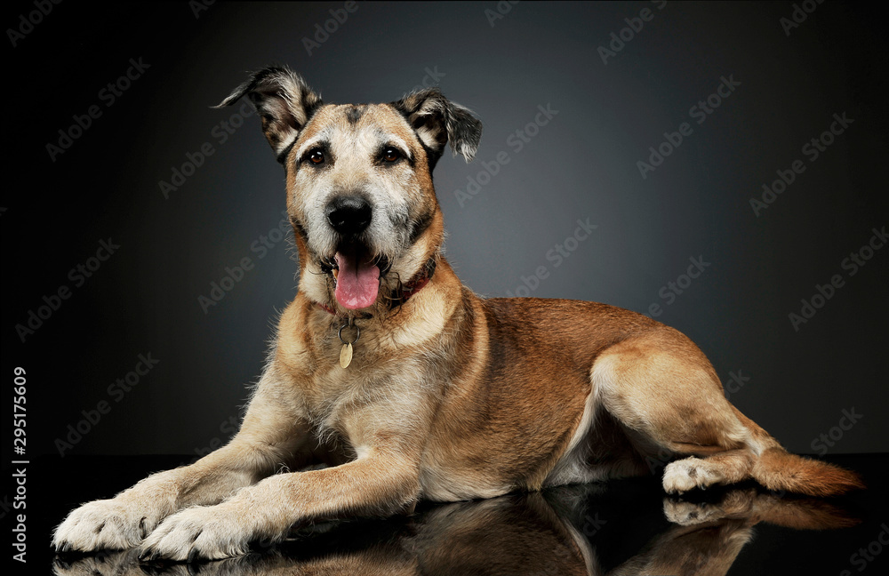 Studio shot of an adorable mixed breed dog lying and  looking curiously at the camera