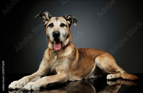 Studio shot of an adorable mixed breed dog lying and  looking curiously at the camera © kisscsanad