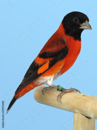 Red Siskin bird perched in softbox