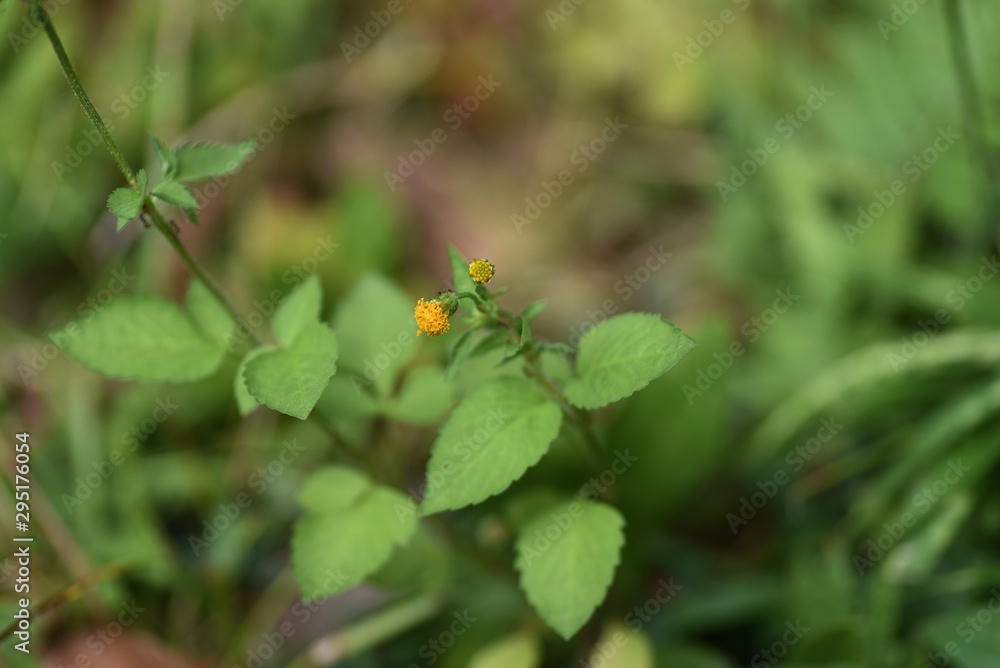 Hairy beggar ticks flowers / Hairy beggar ticks are weeds on the roadside, with yellow head flowers in the fall. Achene adheres to animal hair and human clothing. Hairy beggar ticks flowers / Hairy beggar ticks are weeds on the roadside, with yellow head flowers in the fall. Achene adheres to animal hair and human clothing.
