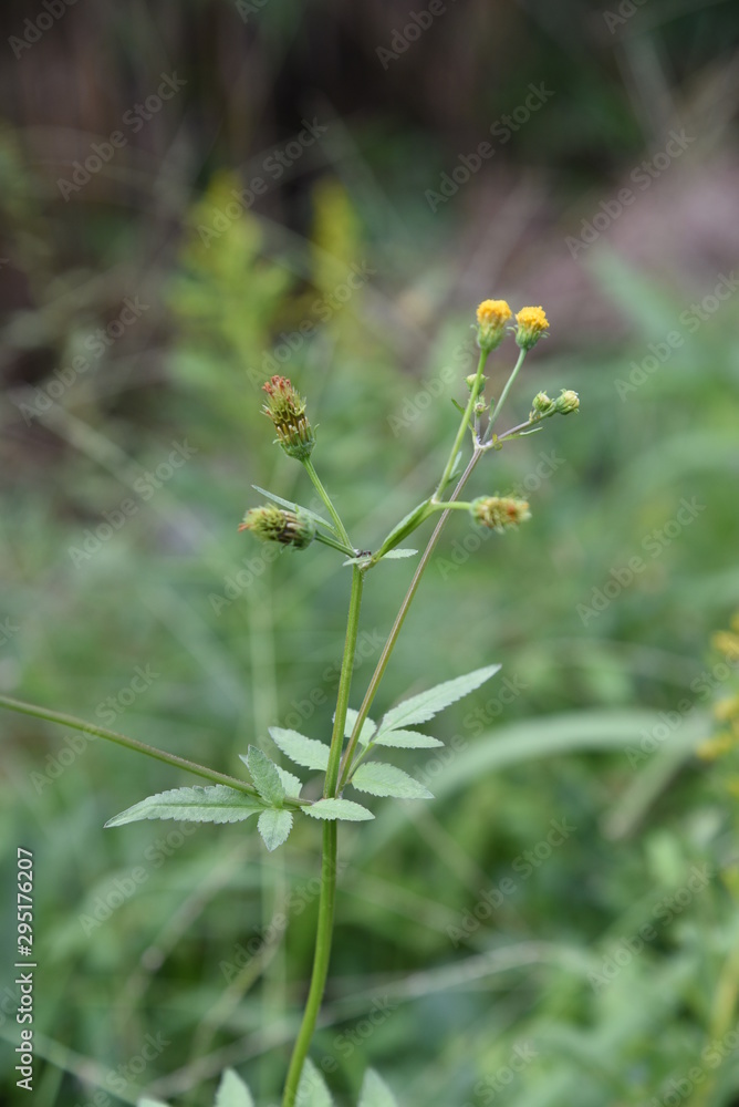 Hairy beggar ticks flowers / Hairy beggar ticks are weeds on the roadside, with yellow head flowers in the fall. Achene adheres to animal hair and human clothing. Hairy beggar ticks flowers / Hairy beggar ticks are weeds on the roadside, with yellow head flowers in the fall. Achene adheres to animal hair and human clothing.