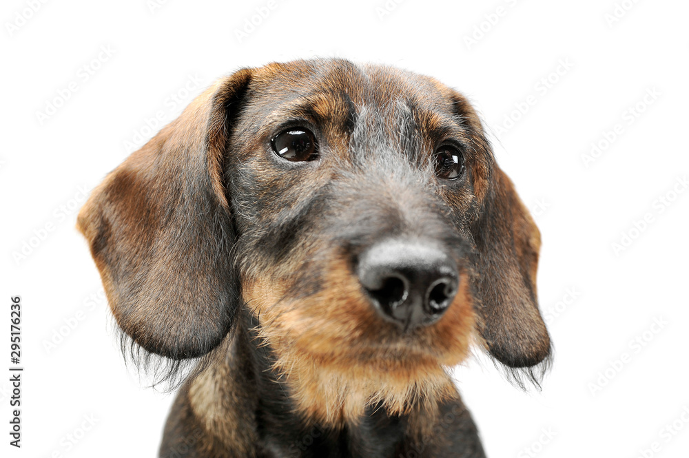 Portrait of an adorable wired haired Dachshund looking curiously