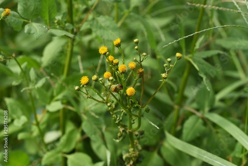 Hairy beggar ticks flowers / Hairy beggar ticks are weeds on the roadside, with yellow head flowers in the fall. Achene adheres to animal hair and human clothing.