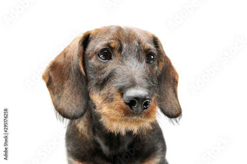Portrait of an adorable wired haired Dachshund looking curiously © kisscsanad